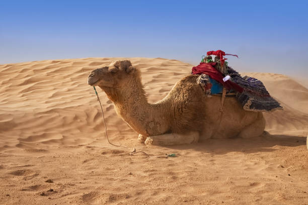 istock Dromedary Camel sits on the sand in the Sahara Desert, resting. 1342126235