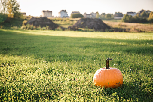 big orange pumpkin in the field, sunny autumn day