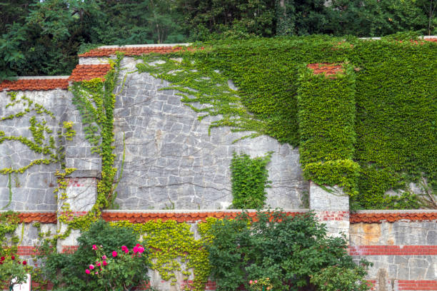 istock Wild grapes on the wall. A green coiled vin 1342127169