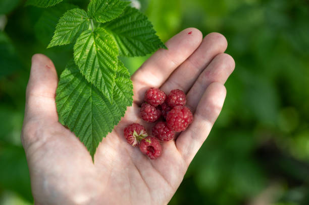 Hand holding fresh ripe raspberries against green background Farmer's hand holding fresh ripe raspberries against green background. Selective focus Raspberry Grow, Nutrition Facts Uses And More Information stock pictures, royalty-free photos & images