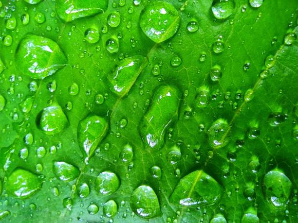 gotas de agua en hoja verde hd nature wallpaper - fondo de pantalla hd de primavera fotografías e imágenes de stock