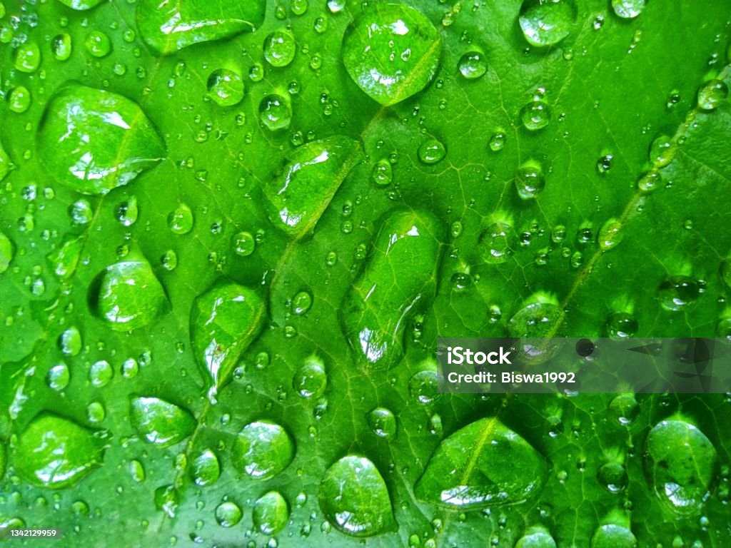 Water Droplets On Green Leaf Hd Nature Wallpaper Stock Photo - Download  Image Now - HD Format, 4K Resolution, Backgrounds - iStock