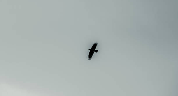 istock Bird flying across the sky 1342130499
