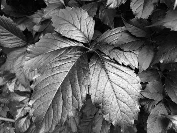 Natural monochrome background from large leaves. Close-up of a plant