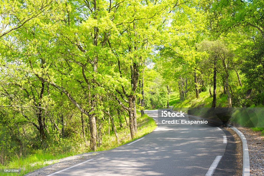 Carretera de campo a través de verde de los árboles en la luz del sol - Foto de stock de Aire libre libre de derechos