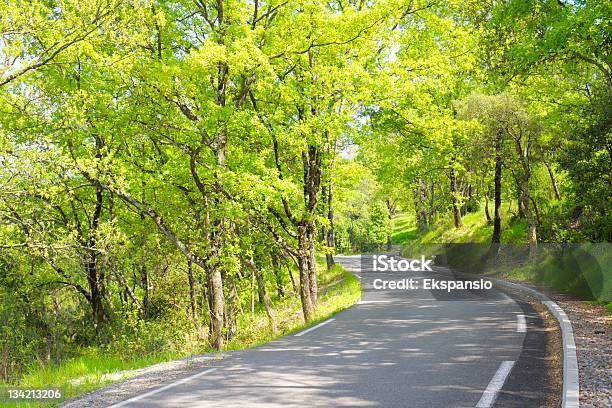 Carretera De Campo A Través De Verde De Los Árboles En La Luz Del Sol Foto de stock y más banco de imágenes de Aire libre