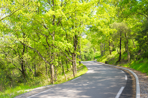 Country Road Winding Through Green Trees in Sunlight