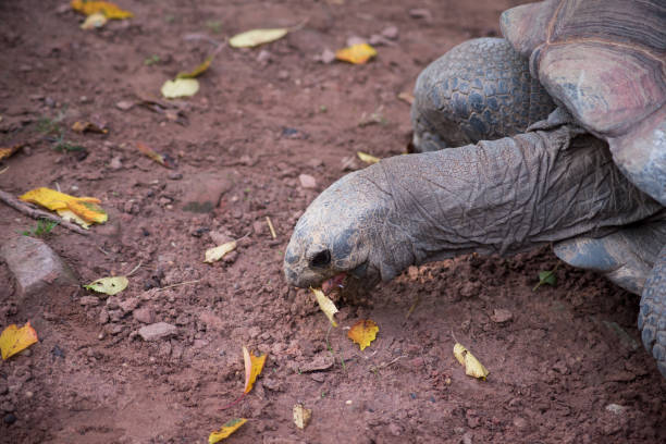 istock land turtle in a zoological park 1342132411
