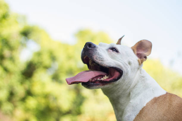 istock Friendly Dog having a big smile 1342133359