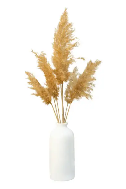 Photo of Grass pampas vase isolated. Branches of dried reeds of reed grass on a white background.