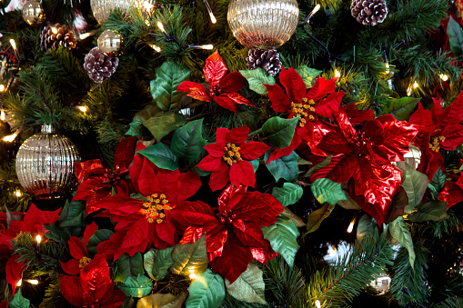 Close-up of vibrant red poinsettia plants growing in a plant nursery in preparation for the Christmas Holidays.\n\nTaken in Pajaro, California, USA