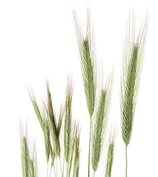 Barley Rice Rye 34,100+ Rye Isolated Stock Photos, Pictures & Royalty-Free Images - iStock