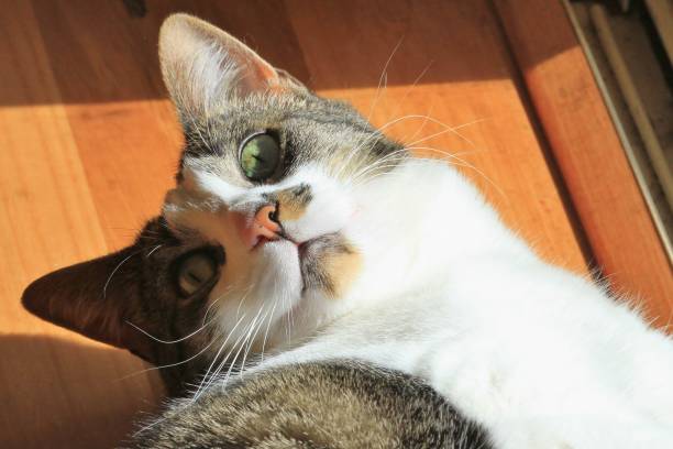 istock A tabby and white cat enjoying the sun 1342134505