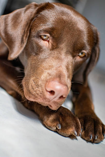 istock Close up chocolate Labrador sunny portrait 1342137438