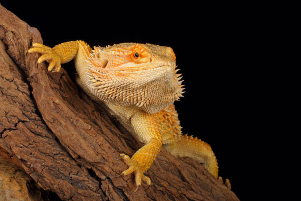 istock Close up of a Bearded Dragon. 1342137484