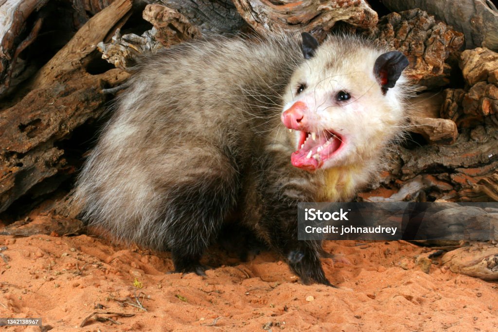 Close up of Opossum. Opossum (Didelphis virginiana) Virginia Opossum Stock Photo