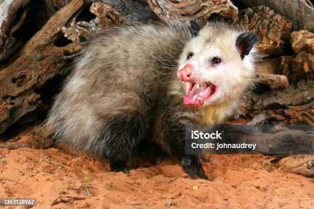 Close Up Of Opossum Stock Photo - Download Image Now - Virginia Opossum, Opossum, Animal