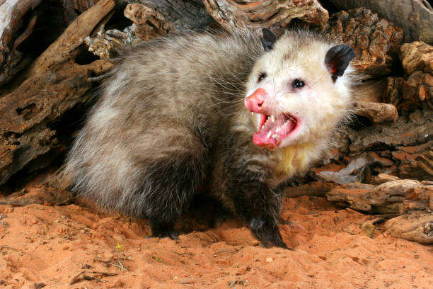 zbliżenie na opossum. - nocturnal animal zdjęcia i obrazy z banku zdjęć