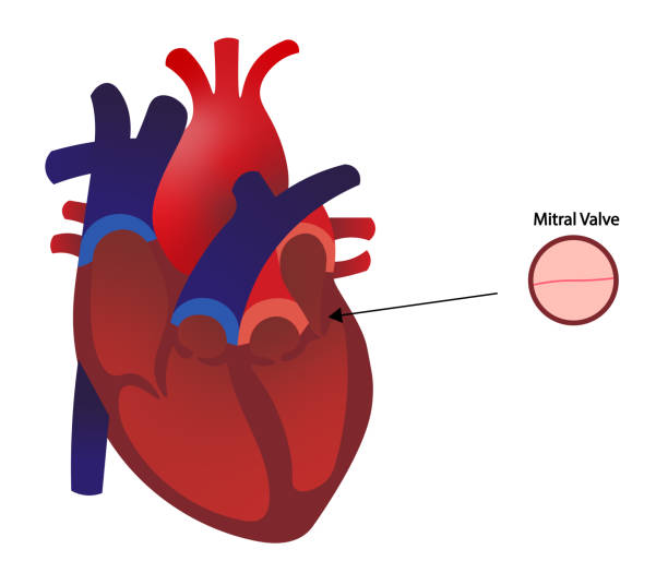 митральный клапан сердца человека. анатомическое положение клапана. - pulmonary valve stock illustrations