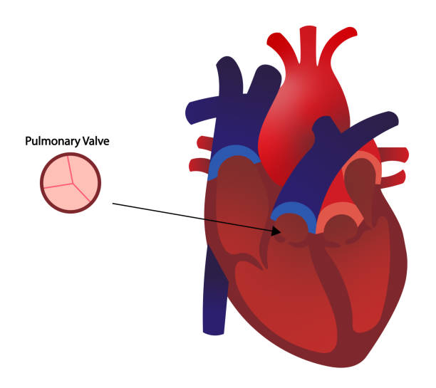 легочный клапан сердца человека. анатомическое положение клапана. - pulmonary valve stock illustrations