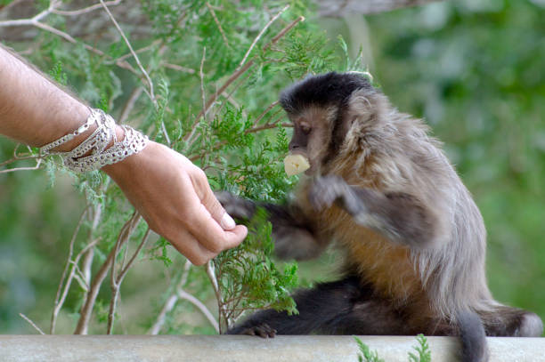 люди, дающие пищу для прикалывать обезьяну - brown capuchin monkey стоковые фото и изображения