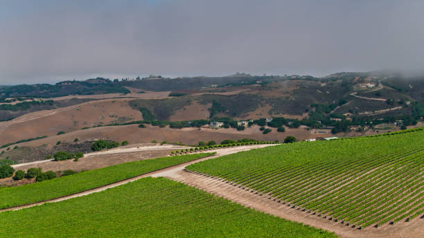 istock Vineyard Above the Carmel Valley - Aerial 1342141879