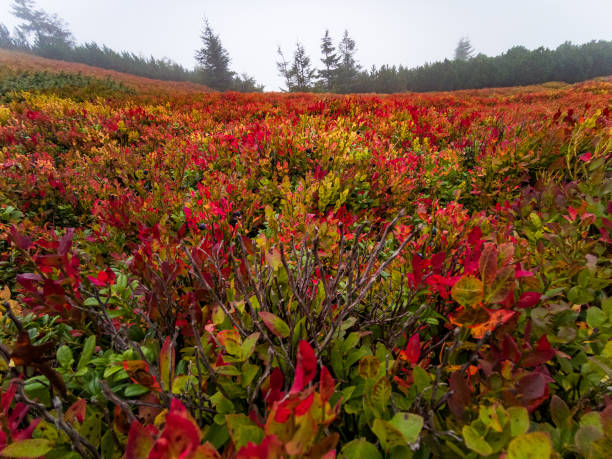 istock Autumn in Babia Gora Mountain - Beskidy Mountains 1342143557