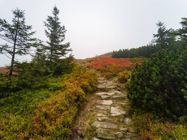 istock Autumn in Babia Gora Mountain - Beskidy Mountains 1342143561