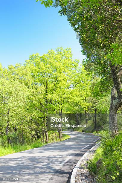 Carretera De Campo A Través De Verde De Los Árboles En La Luz Del Sol Foto de stock y más banco de imágenes de Carretera con curvas