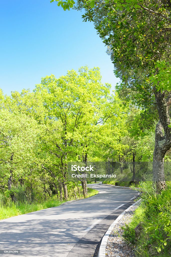 Country Road passando por árvores verdes em luz do sol - Foto de stock de Estrada Sinuosa royalty-free