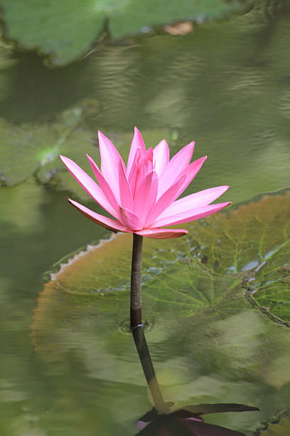 istock Pink lotus flower growing upright. 134214397
