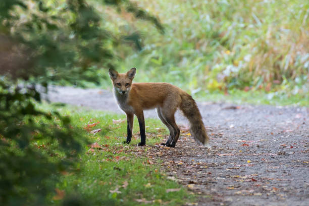 istock Cute young red fox in autumn 1342147441