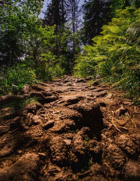 istock Lonely green and lonely forest path in black forest in summer, Germany 1342148665