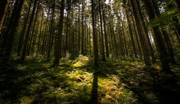 istock Green and densely overgrown moody forest. Black forest, Germany 1342149546