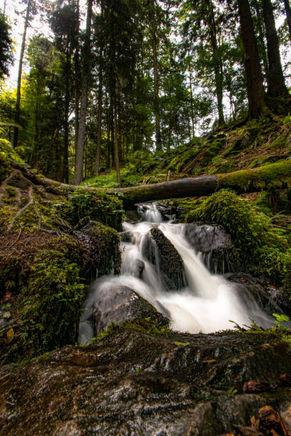 istock Small stream between densely overgrown nature in black forest in summer, Germany 1342149651