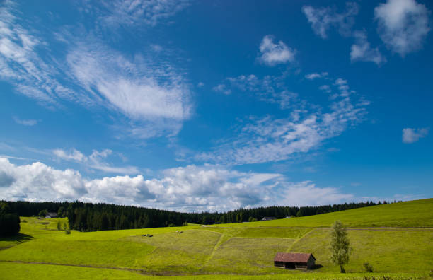 paesaggio girato di prato verde con cielo blu nuvoloso nella foresta nera, germania - black forest forest sky blue foto e immagini stock