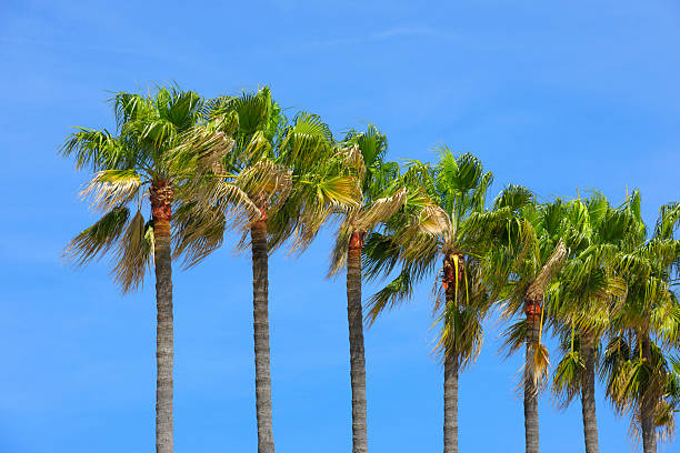 Row of Palm Trees with Blue Sky on the Croisette in Cannes (France)