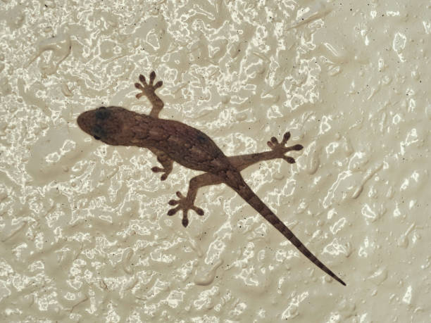 istock Closeup of gecko or house lizard on a wall 1342150426