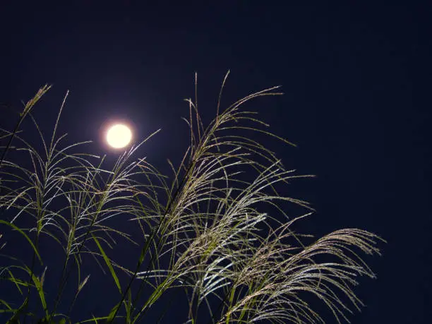 Tokyo,Japan - September 24, 2021: Japanese pampas grass or Miscanthus sinensis or maiden silvergrass or zebra grass or susuki and the moon
