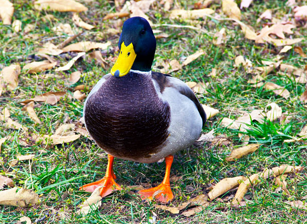 Mallard Duck Standing in the grass stock photo