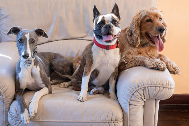 istock Three dogs ,  Boston terrier, Cocker spaniel, Whippet on a large white chair 1342151882