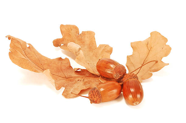 istock acorns in the yellow leaves 134215272
