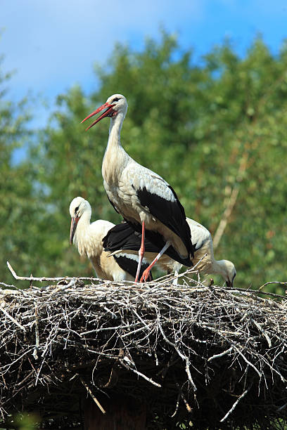 istock Nest of White Stork 134215275