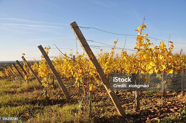 Vignobles À Bordeaux - Fotografie stock e altre immagini di Sauternes - Città - Sauternes - Città, Azienda vinicola, Agricoltura