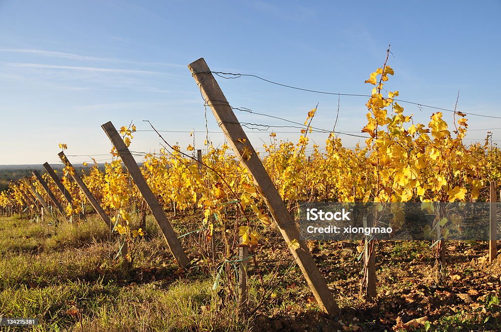 vignobles à Bordeaux - Foto de stock de Sauternes - Vila royalty-free