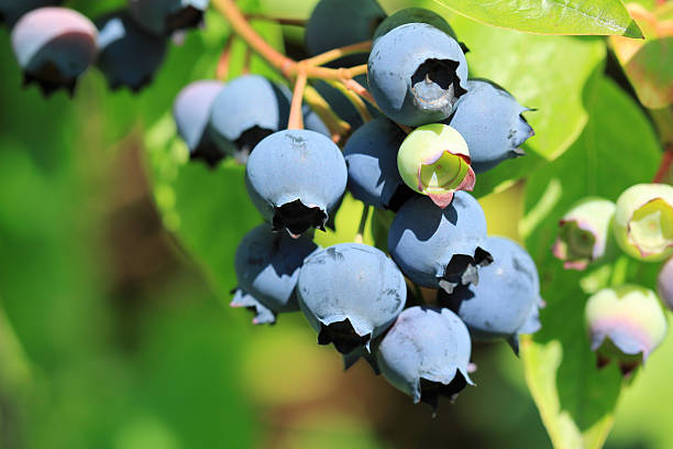 istock Northern highbush blueberry 134215408
