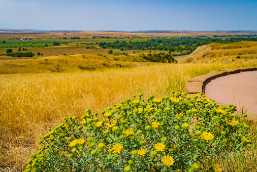 yellow prairie sunflowers in bloom at Battlefield of the Little Bighorn, known also as Wounded Knee, fought along the  bluffs and ravines of the Little Bighorn River valley, in Montana