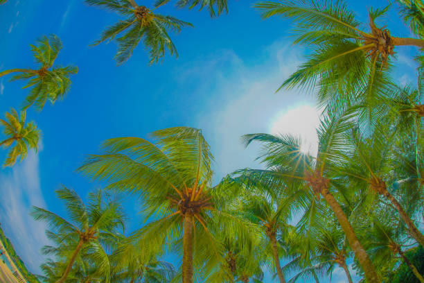 palmen und blauer himmel (singapore sentosa island) - 32557 stock-fotos und bilder