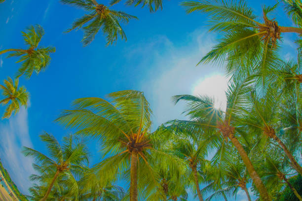 palme e cielo blu (singapore sentosa island) - 32557 foto e immagini stock