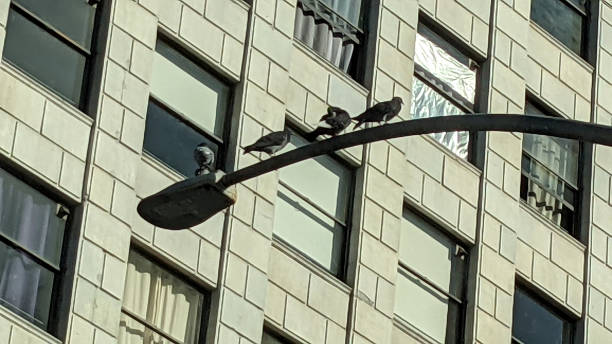 istock Birds Near a High-Rise 1342155430